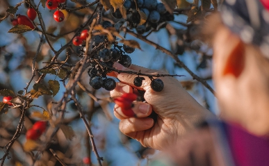 제철 과일로 챙기는 면역력