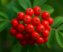 마가목 열매 효능