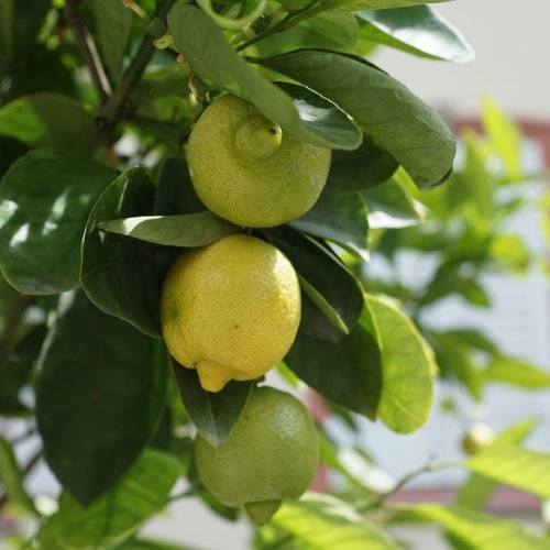 알파벳-L로-시작하는-영어단어-명사-1탄