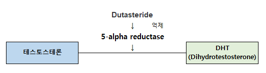 두타스테리드 기전
