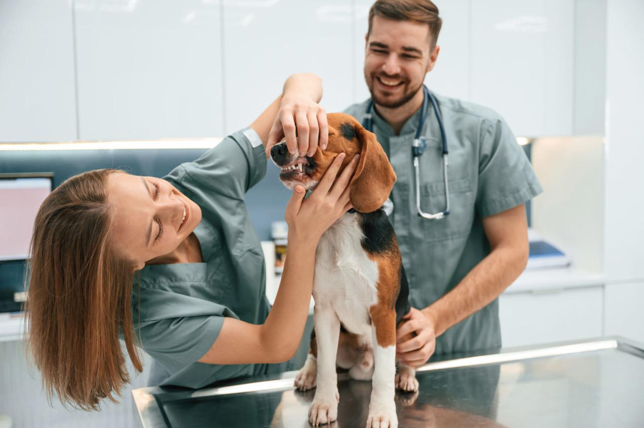 강아지 치아 관리 방법