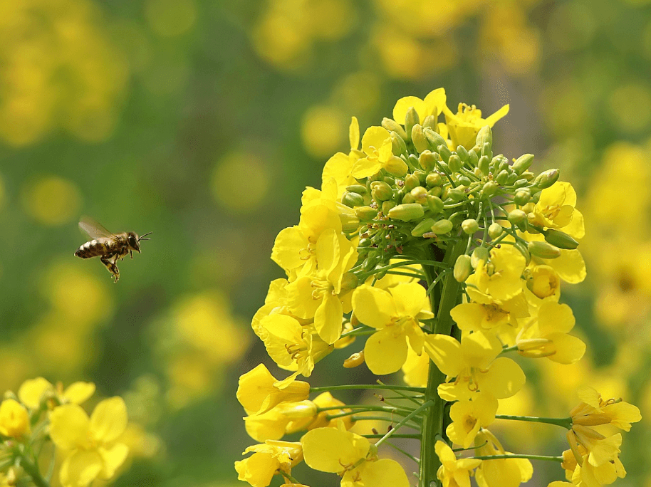 창녕 낙동강 유채축제 2025, 봄꽃 속에 빠지다!!! 축제기간변경안내!!!