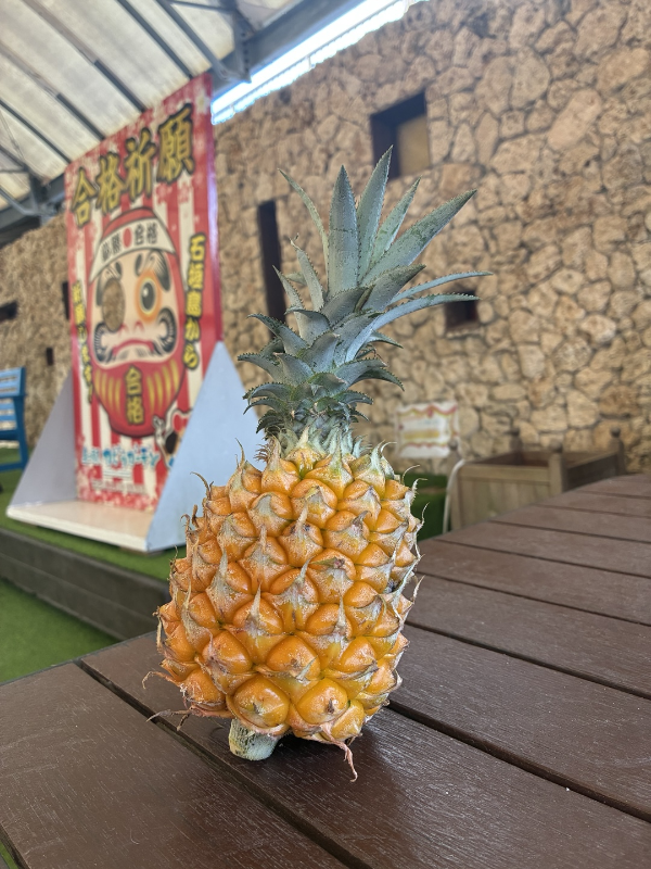 이시가키지마 스낵파인