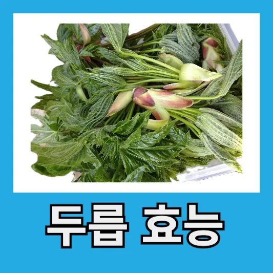 두릅 효능