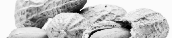 땅콩버터 보관법: 땅콩 심는시기