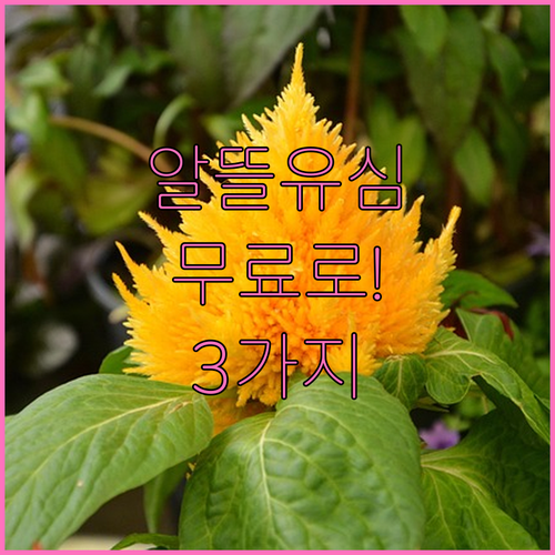알뜰폰 유심 무료 이벤트 3가지 획득..