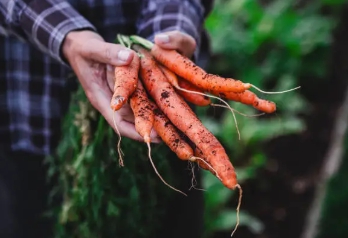 당근 효능 총정리