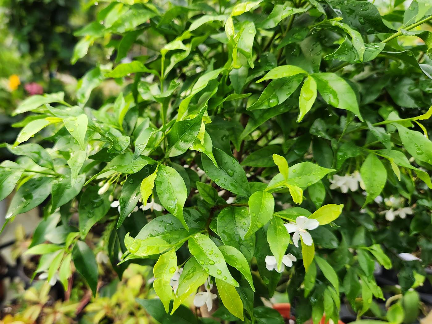 아기별자스민 Water Jasmine