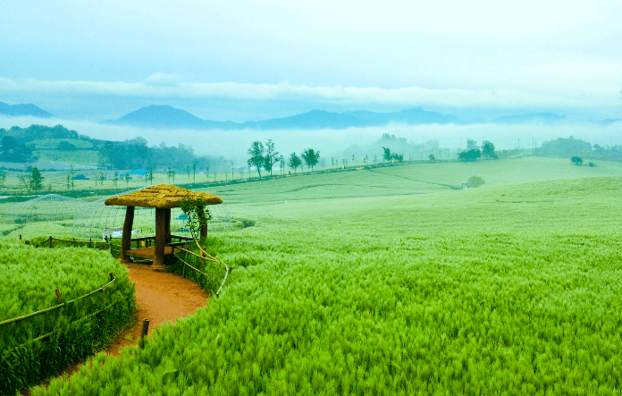 고창 청보리밭축제