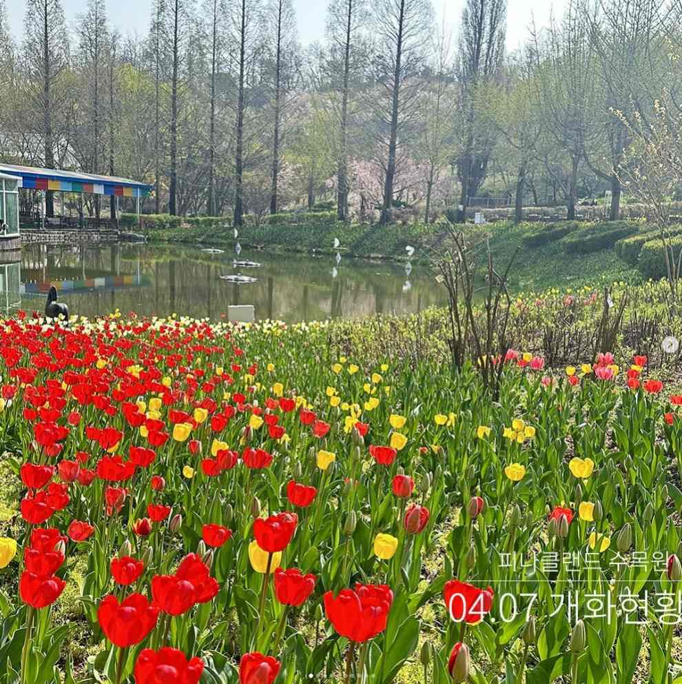 피나클랜드 튤립 수선화 축제