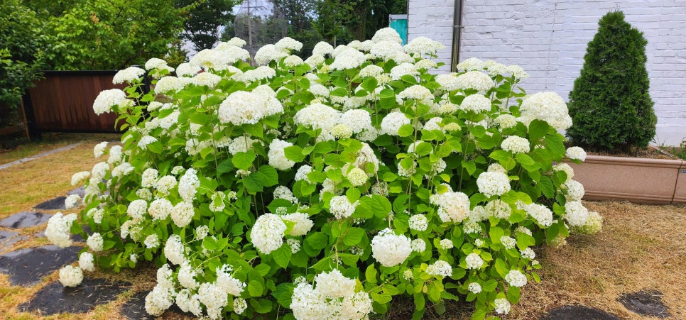 소촌아트팩토리 수국명소