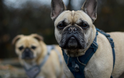 내부기생충용 구충제 종류 관련 사진
