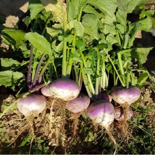 순무 수확시기