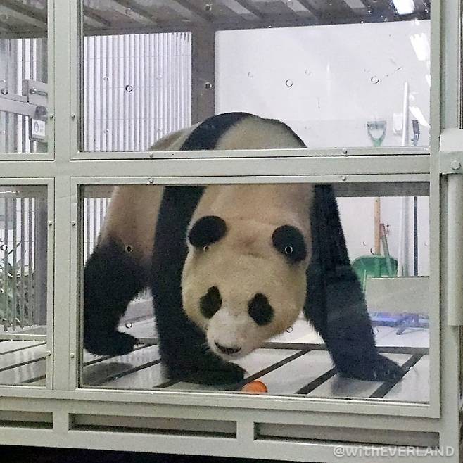 푸바오 중국 반환