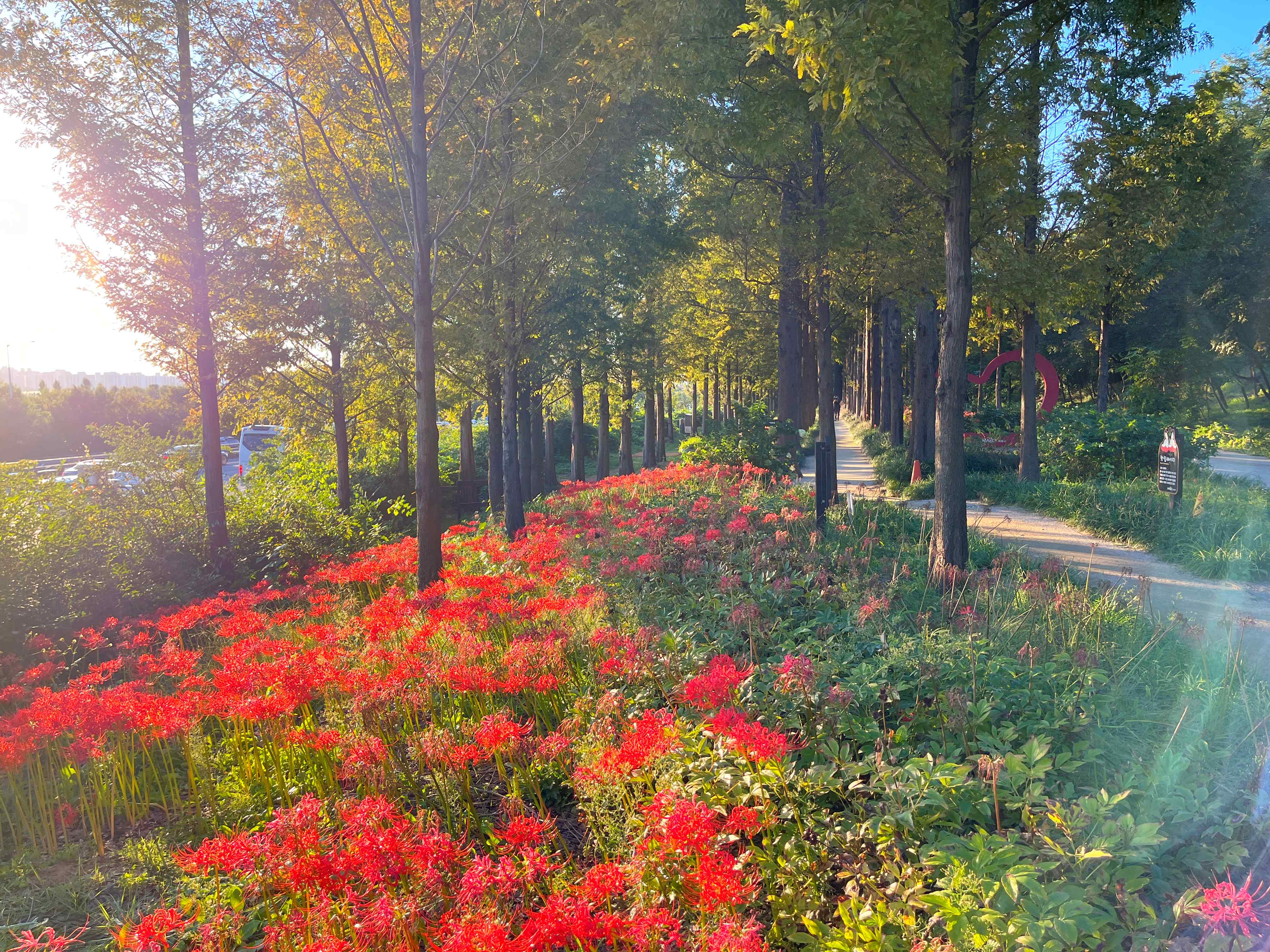 하늘공원 메타세쿼이아길 꽃무릇 시인의 거리