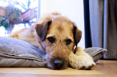 누워있는 강아지