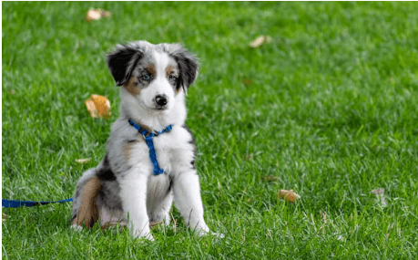 반려견 무료분양