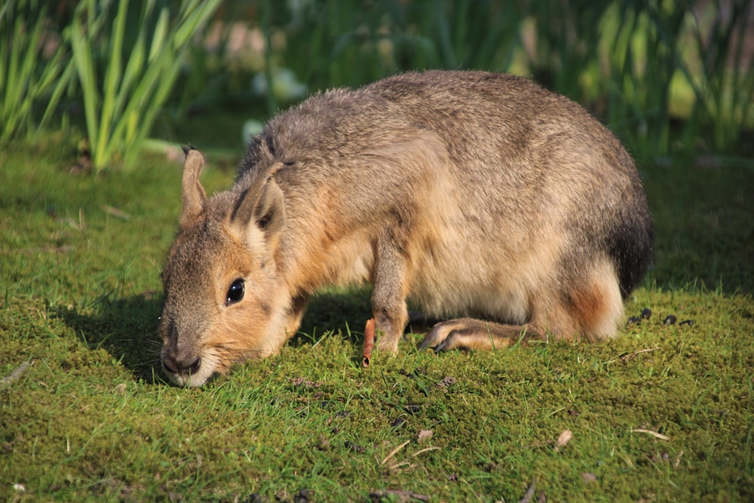 Rabbit food