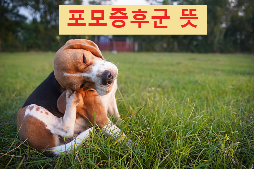 포모, 포모증후군 뜻, FOMO, 포모 뜻, 포모족 뜻, 뽀모도로 뜻