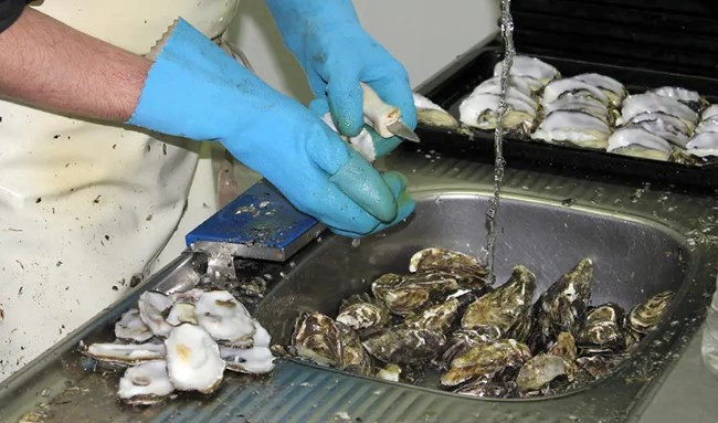 비브리오 패혈증 예방법