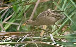 왜 희귀 조류 기록이 생태 보전에 중요하다고 느끼는가?