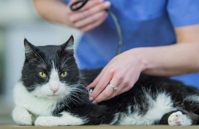 진찰받는 고양이