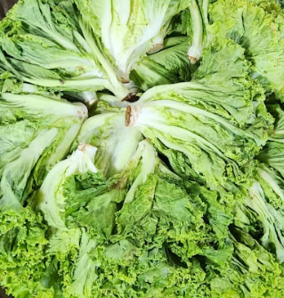 배추 효능 부작용 칼로리