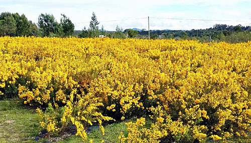 허니부쉬 먹는법