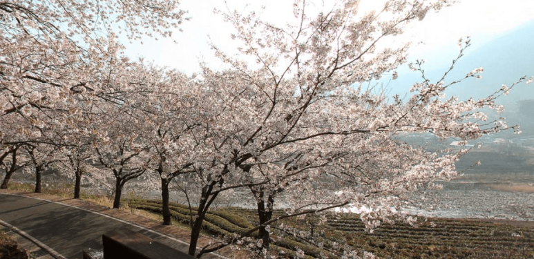 화개장터벚꽃축제