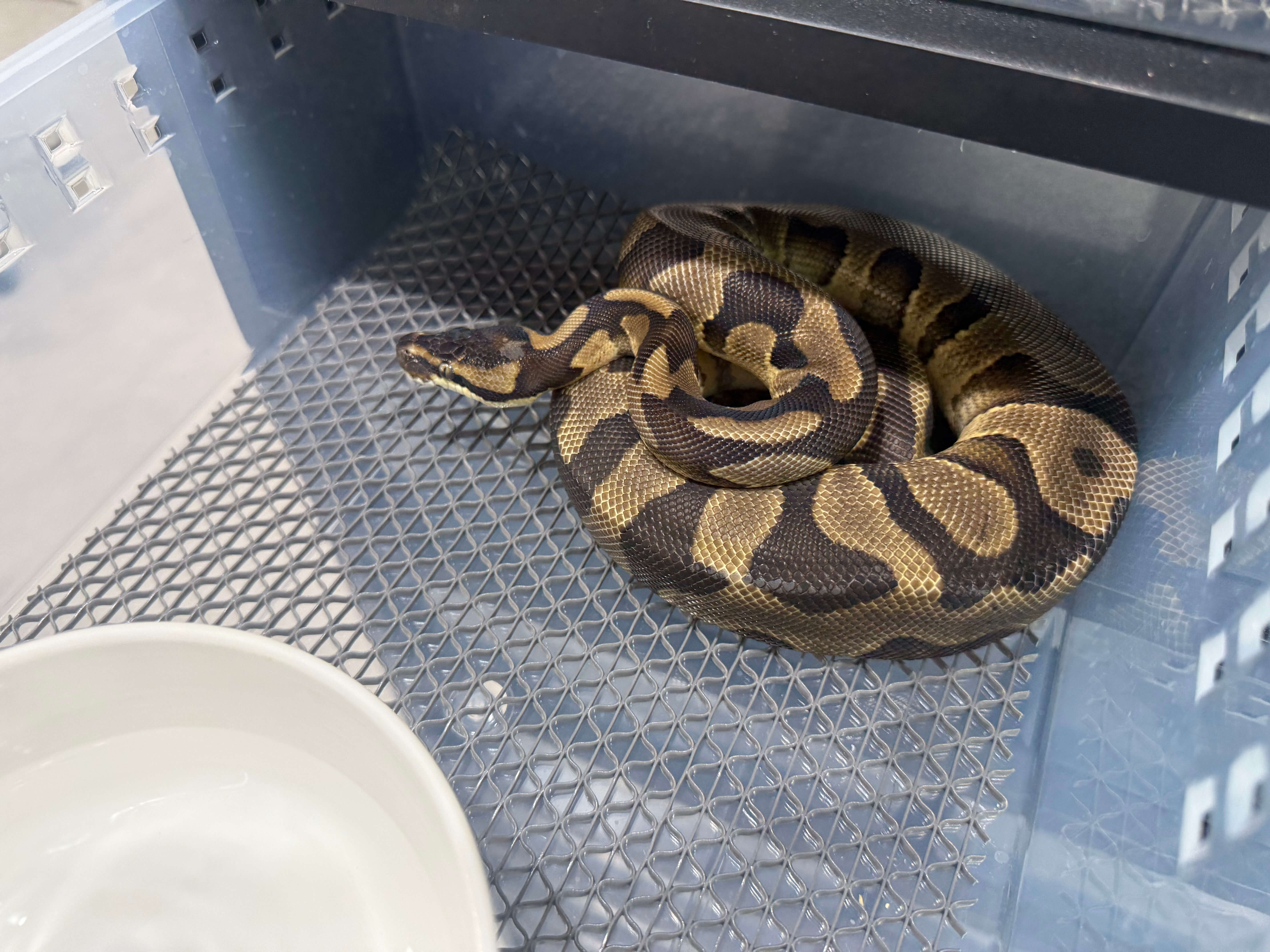 뱀 가격 15 ~ 20만원