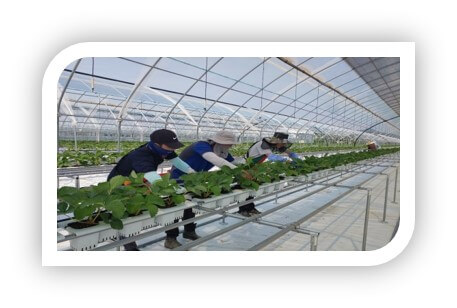 스마트팜혁신밸리 선발 절차&#44; 가산점&#44; 심사 배점 기준(스마트팜코리아)