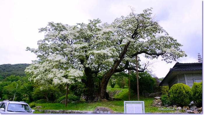 천년묵은 이팝나무