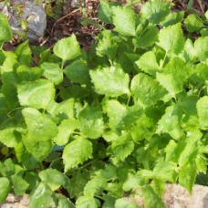 참나물 효능과 부작용 칼로리