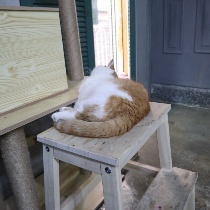 눕냥
