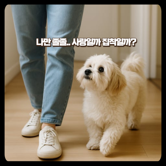 강아지가 보호자를 따라다니는 행동
