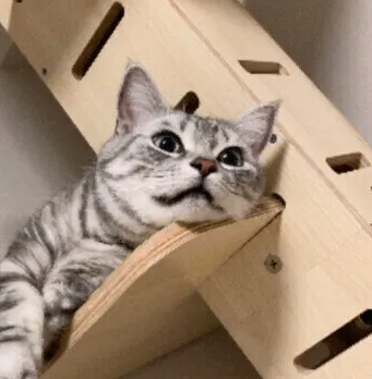 고양이 키우는 집에 캣타워 필요? 설치하는 장점이나 의외의 주의점