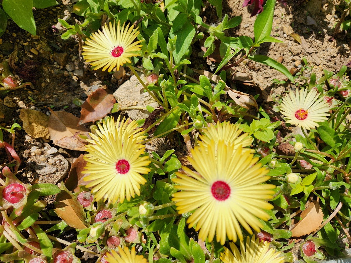 리빙스턴데이지 Livingstone Daisy