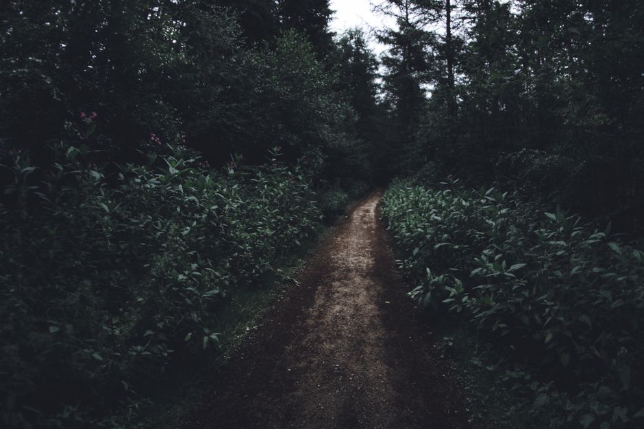 Explore a dark and narrow forest path surrounded by dense green foliage in a serene outdoor setting.
