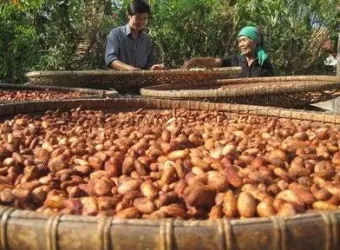 카카오 재배 온습도 관리 차광막 설치 열매 발효_29