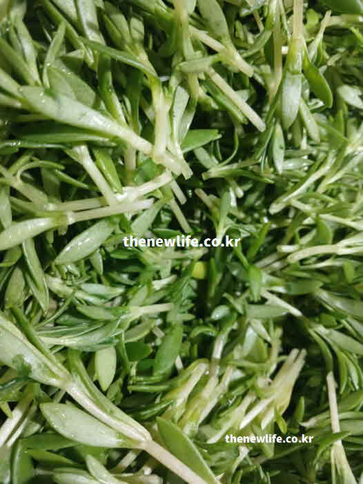 돌나물 효능 춘곤증 해결 비타민 C