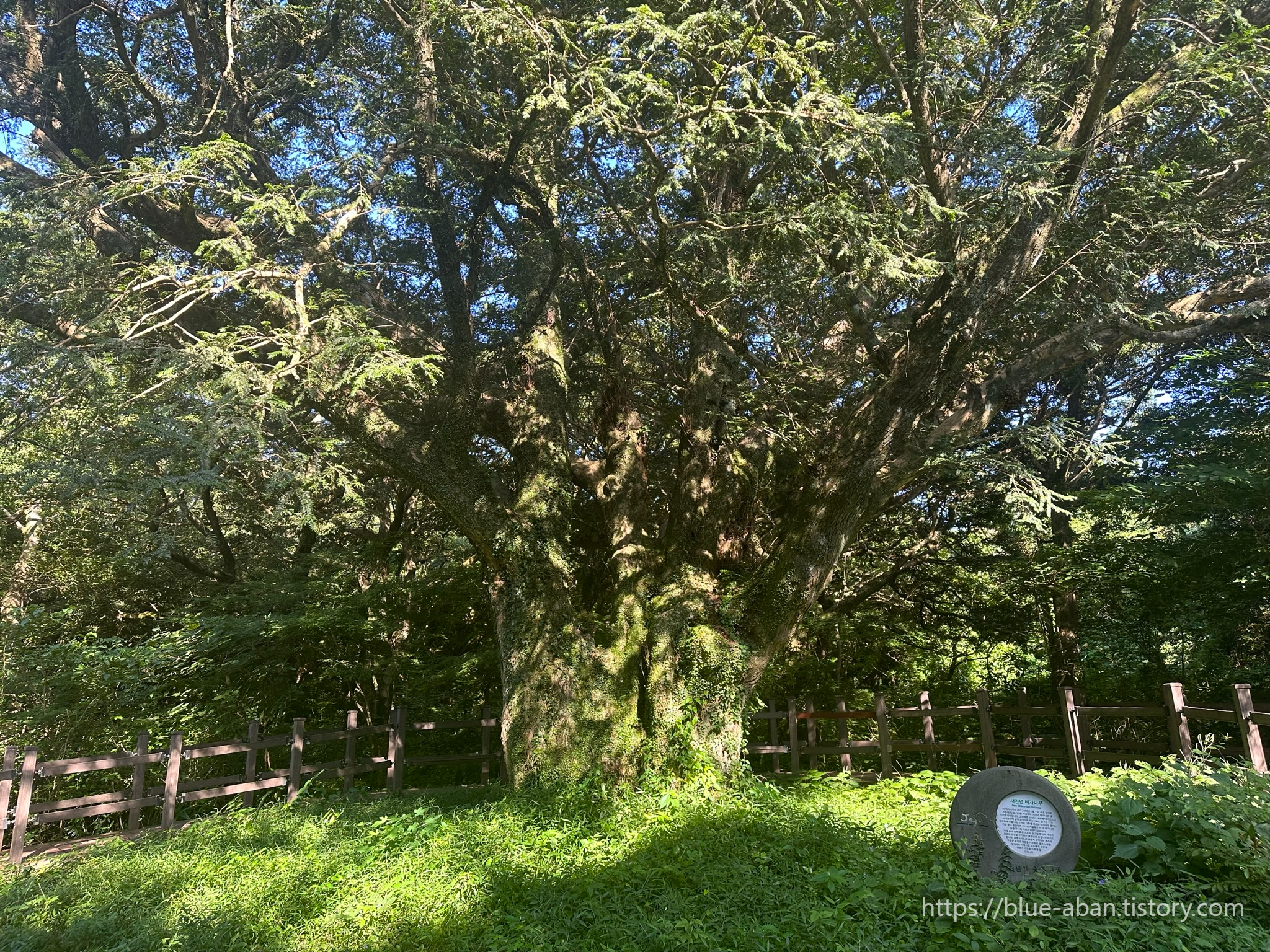 새천년 비자나무