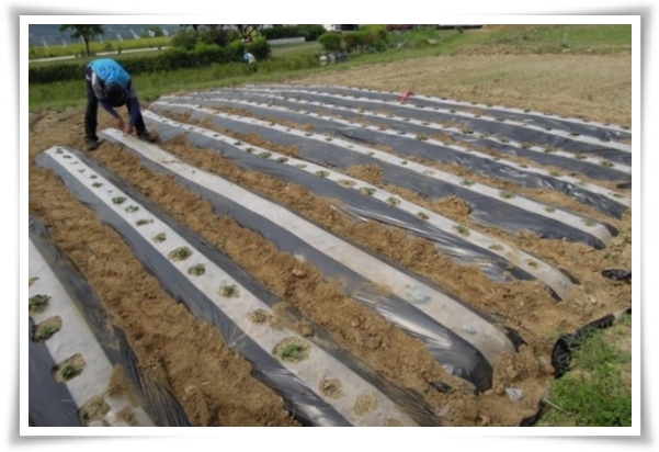 텃밭관리 "2월~3월 감자 심기" 슬기로운 전원생활 완벽 가이드!