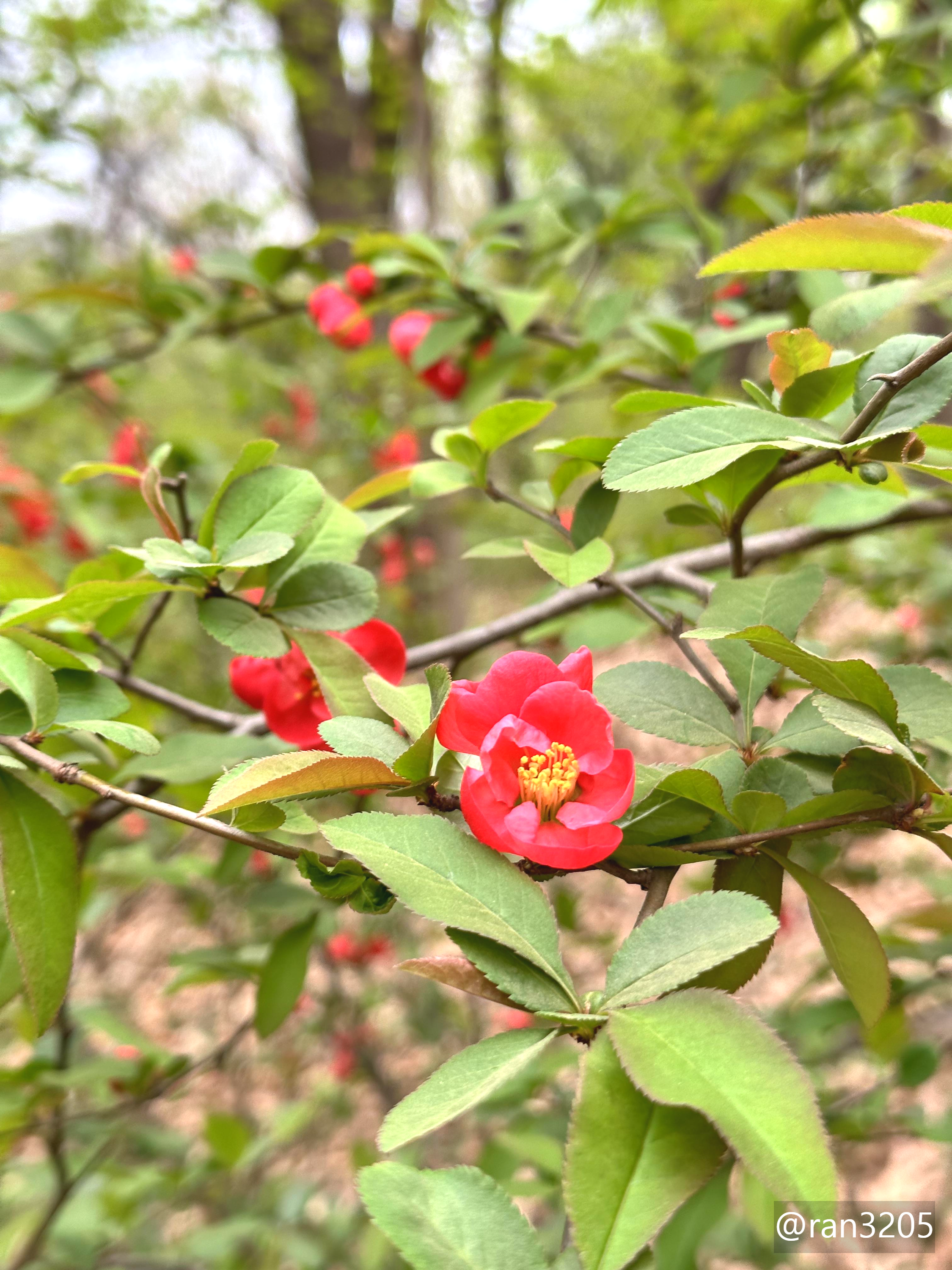 산당화 (명자나무)