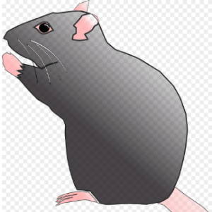 쥐띠 2025년 운세