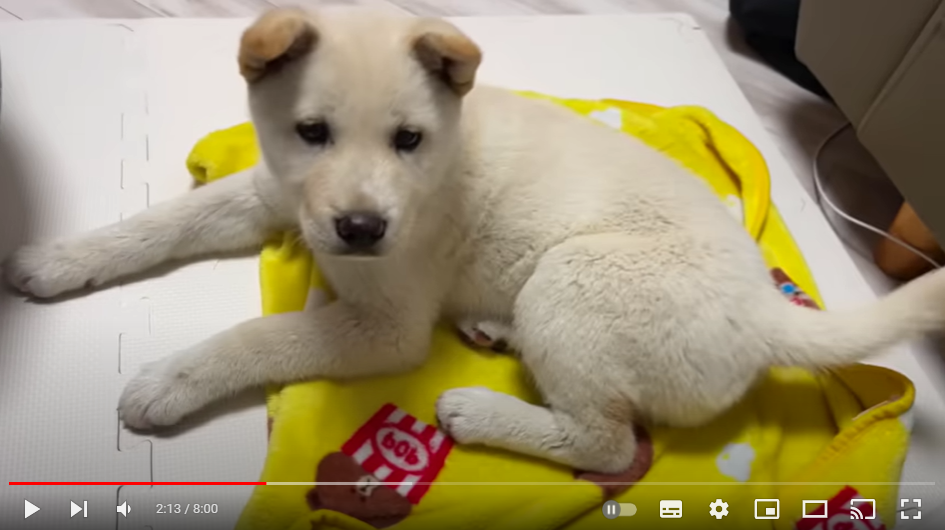 마당에 묶여 있던 시골 진돗개를 서울에 데리고 왔다