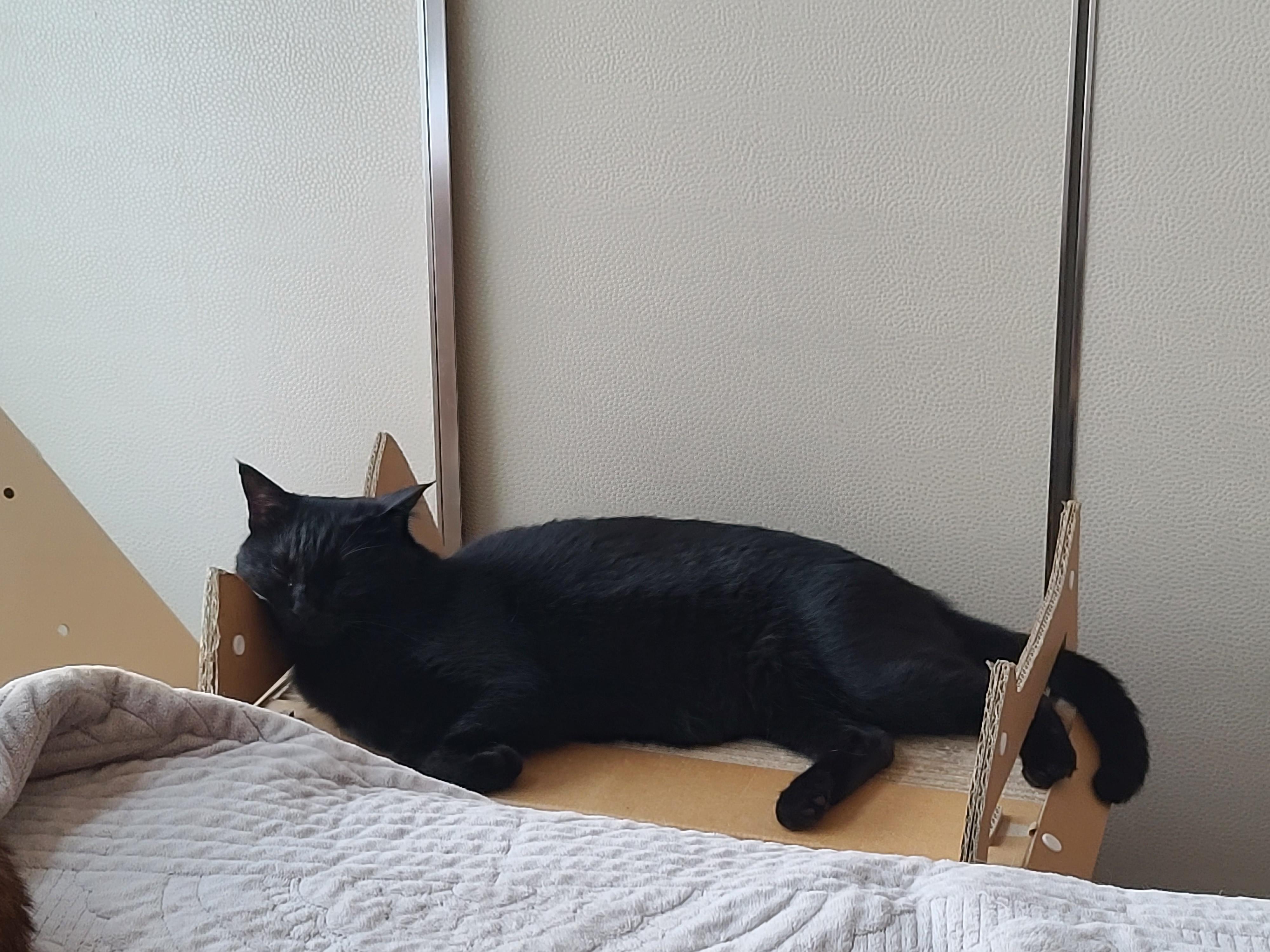 턱괴고 자는 편. 볼살 삐져나온 고양이. 스크래쳐 활용 잘 하는 고양이 건이.