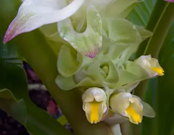 울금 효능 및 영양성분&amp;#44; 부작용과 주의점