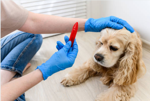 예방 접종도 잊지 마세요!