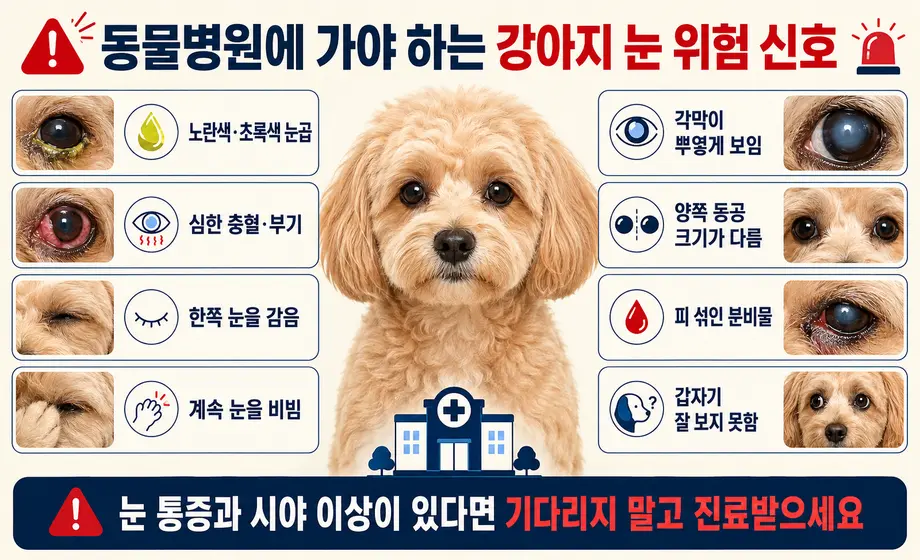 강아지 눈곱과 함께 나타나는 동물병원 진료가 필요한 눈 위험 신호