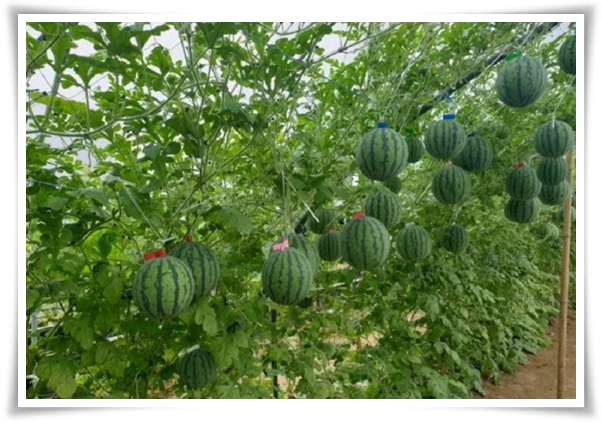 작지만 수박보다 달콤한 애플 수박 키우기! 아파트나 작은 정원에서도 가능해요.